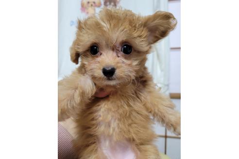 成約済の千葉県のチワプー:チワワ×トイプードル-368302の4枚目