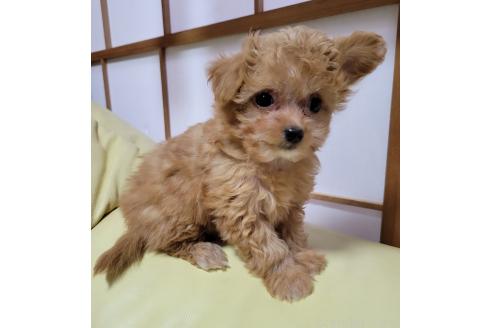 成約済の千葉県のチワプー:チワワ×トイプードル-368302の2枚目