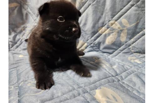 成約済の岡山県の甲斐犬-373764の2枚目