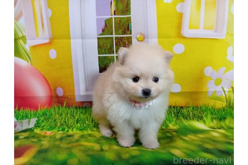 成約済の神奈川県のポメラニアン-373780の1枚目