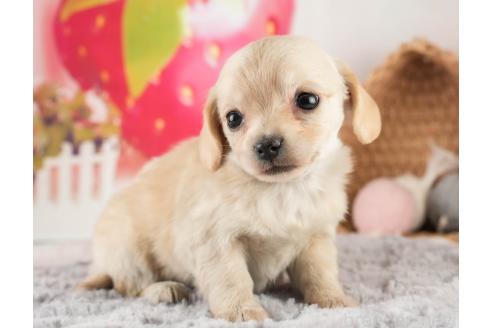 成約済の埼玉県のチワックス:チワワ×ミニチュアダックスフンド-373812の8枚目