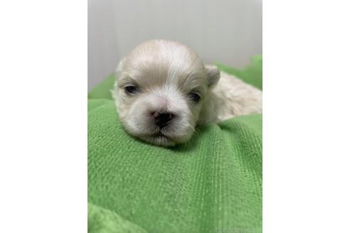 成約済の滋賀県のミックス犬-373828の25枚目