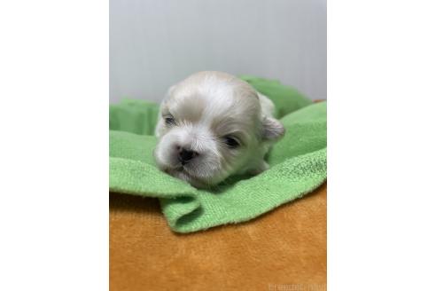 成約済の滋賀県のミックス犬-373828の24枚目