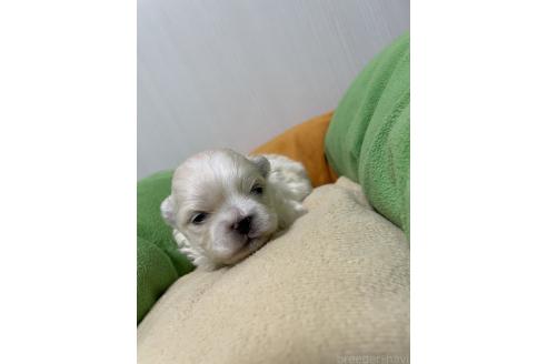 成約済の滋賀県のミックス犬-373828の23枚目