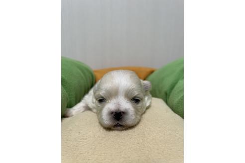 成約済の滋賀県のミックス犬-373828の22枚目