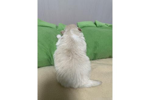成約済の滋賀県のミックス犬-373828の21枚目