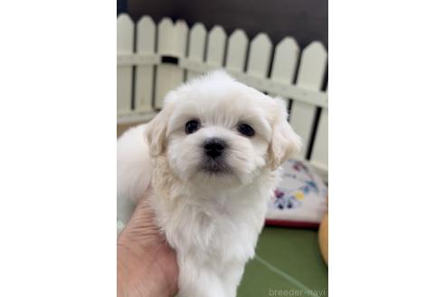 成約済の福岡県のミックス犬-372159の3枚目
