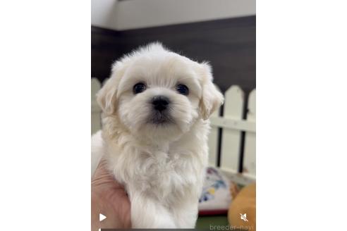 成約済の福岡県のミックス犬-372159の2枚目