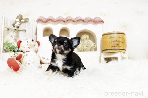 成約済の佐賀県のチワワ(ロングコート)-373830の5枚目