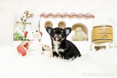 成約済の佐賀県のチワワ(ロングコート)-373830の4枚目