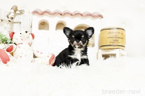 成約済の佐賀県のチワワ(ロングコート)-373830の3枚目