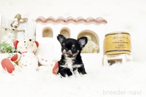 成約済の佐賀県のチワワ(ロングコート)-373830の2枚目