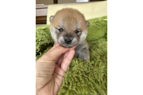 販売中の宮城県の豆柴-373838