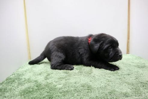 成約済の群馬県のラブラドールレトリーバー-371859の5枚目