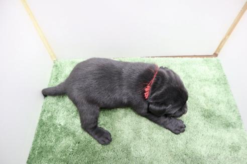 成約済の群馬県のラブラドールレトリーバー-371859の4枚目