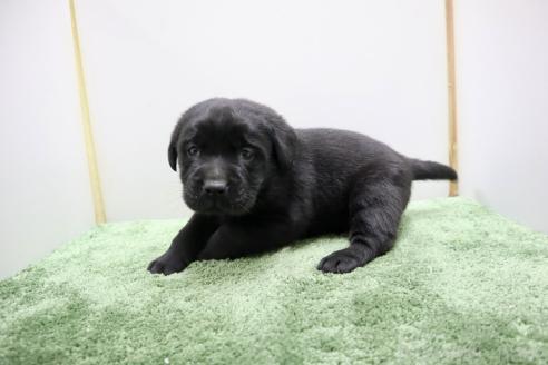 成約済の群馬県のラブラドールレトリーバー-371859の3枚目