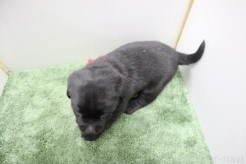 成約済の群馬県のラブラドールレトリーバー-371859の2枚目