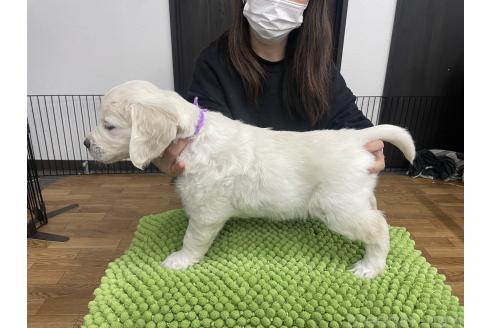 成約済の愛知県のゴールデンレトリーバー-365969の7枚目