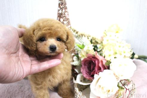 販売中の茨城県のティーカッププードル-373870の5枚目