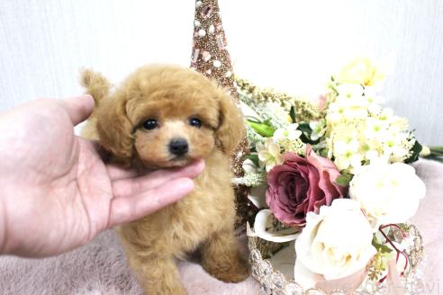 販売中の茨城県のティーカッププードル-373870の4枚目
