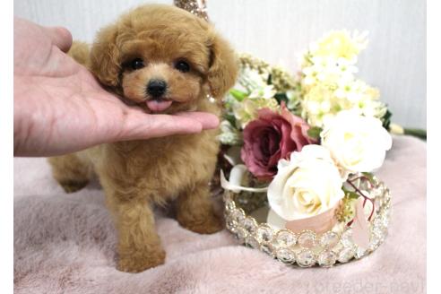 販売中の茨城県のティーカッププードル-373870の3枚目