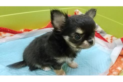 成約済の愛知県のチワワ(ロングコート)-364940の3枚目
