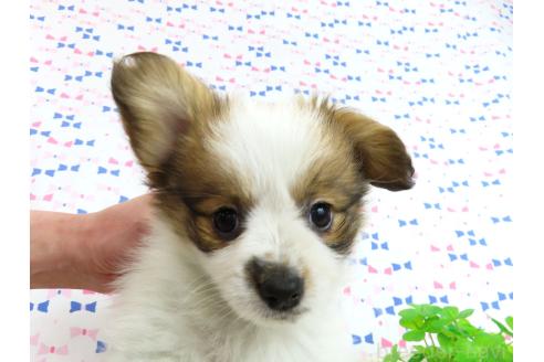 成約済の千葉県のパピヨン-367912の4枚目