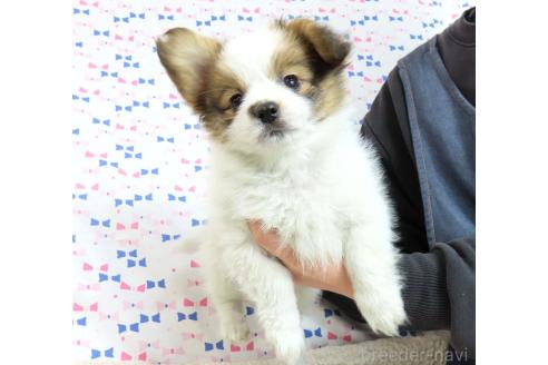 成約済の千葉県のパピヨン-367912の2枚目