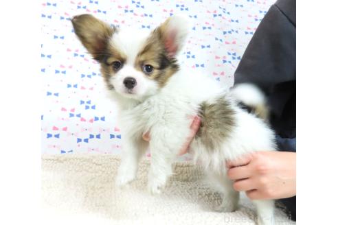 成約済の千葉県のパピヨン-367913の25枚目