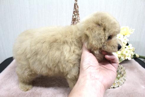 成約済の茨城県のトイプードル-373881の2枚目