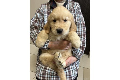 成約済の福岡県のゴールデンレトリーバー-368175の1枚目