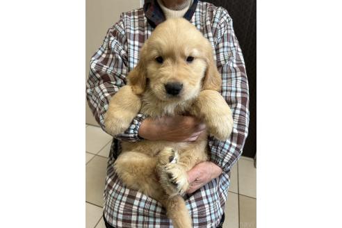 成約済の福岡県のゴールデンレトリーバー-368175の2枚目