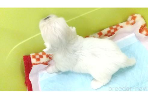 成約済の愛知県のペキニーズ-370099の5枚目