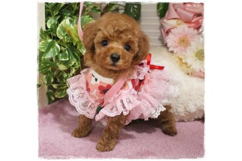 成約済の岡山県のタイニープードル-373889の6枚目