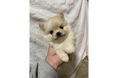 成約済の茨城県のポメラニアン-373897の2枚目