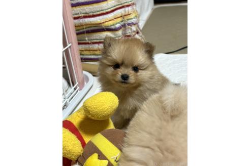 成約済の茨城県のポメラニアン-373898の4枚目