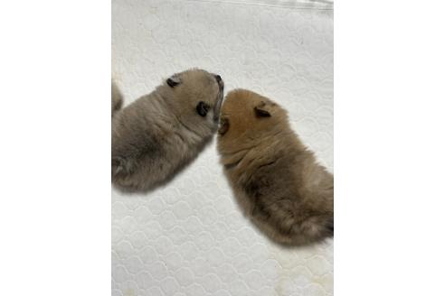 成約済の茨城県のポメラニアン-373898の3枚目