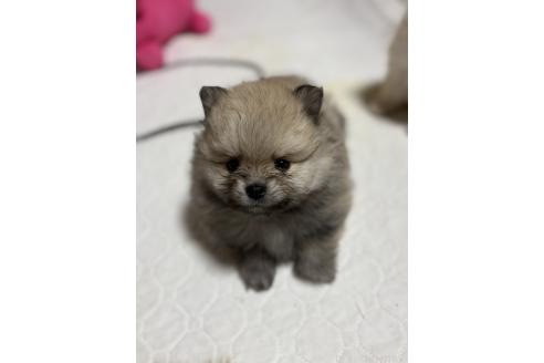 成約済の茨城県のポメラニアン-373900の4枚目
