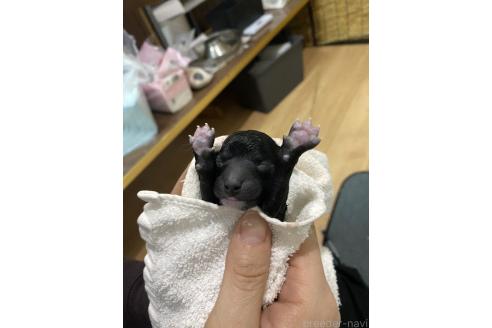 成約済の福岡県のトイプードル-373912