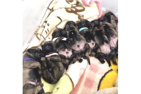 成約済の長野県のパグ-371170の3枚目