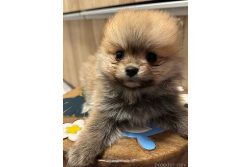 成約済の岡山県のポメラニアン-368777の10枚目