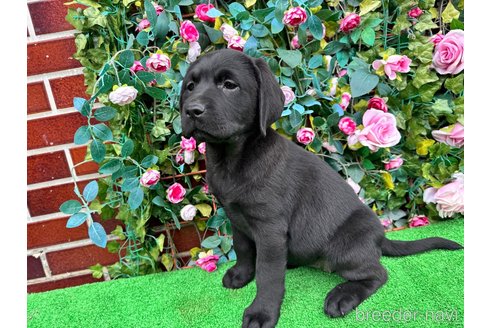 成約済の茨城県のラブラドールレトリーバー-368644の4枚目