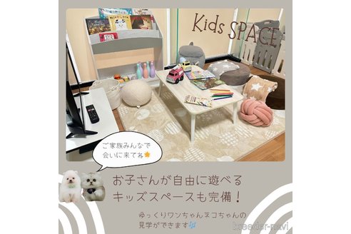 成約済の神奈川県のチワックス:チワワ×ミニチュアダックスフンド-373773の3枚目