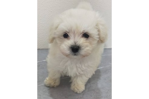 成約済の宮崎県のマルプー:マルチーズ×トイプードル-373563の2枚目