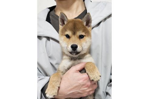 販売中の和歌山県の豆柴-357330