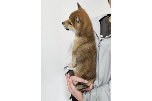 成約済の和歌山県の豆柴-357330の2枚目