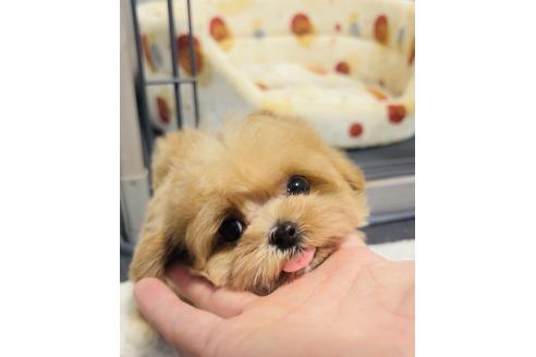 成約済の福岡県のマルプー:マルチーズ×トイプードル-373598の8枚目