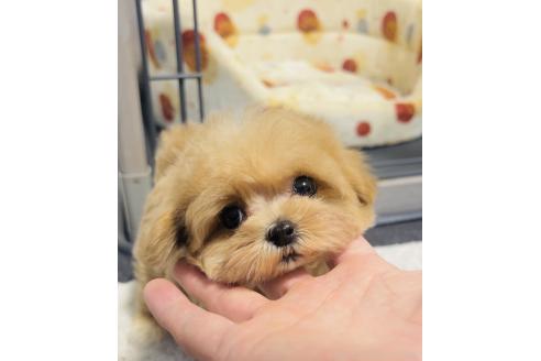 成約済の福岡県のマルプー:マルチーズ×トイプードル-373598の7枚目