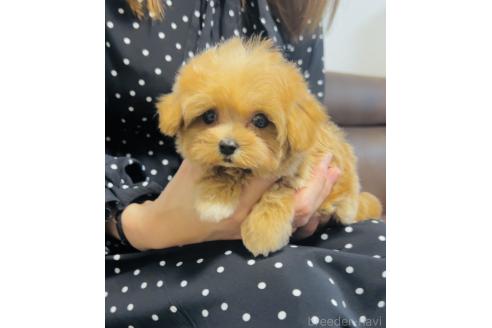 成約済の福岡県のマルプー:マルチーズ×トイプードル-373598の5枚目