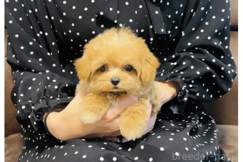 成約済の福岡県のマルプー:マルチーズ×トイプードル-373598の3枚目